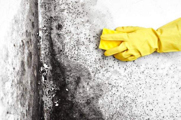 Best Residential Mold Removal  in South Monroe, MI