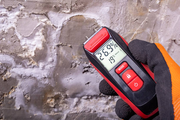 Best Same-Day Mold Removal  in South Monroe, MI