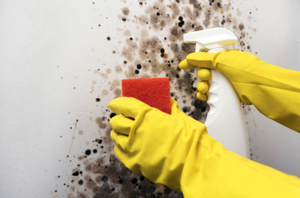 Best Mold Testing  in South Monroe, MI