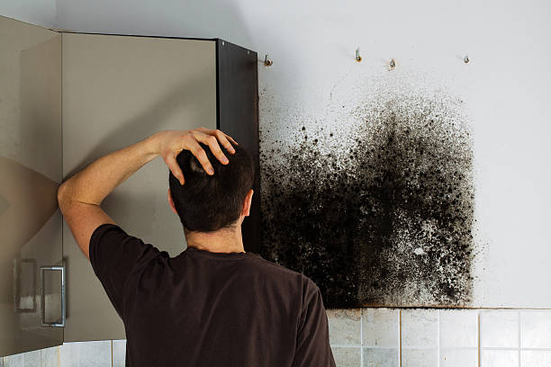 Best Mold Removal Near Me  in South Monroe, MI